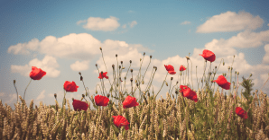 Veterans Day, Bugle Calls, and Poppies